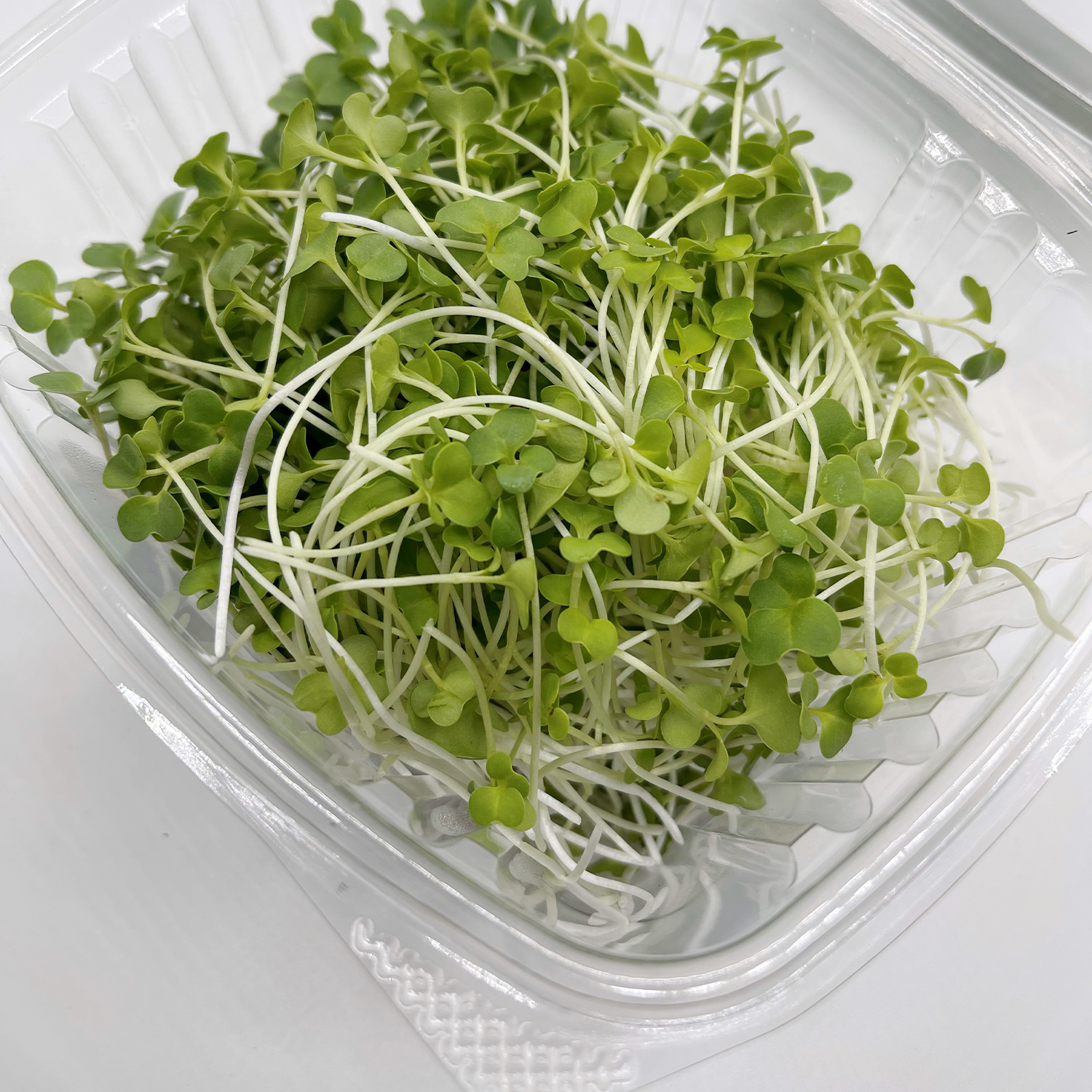 Premium Fresh Broccoli Microgreens in Litchfield Park